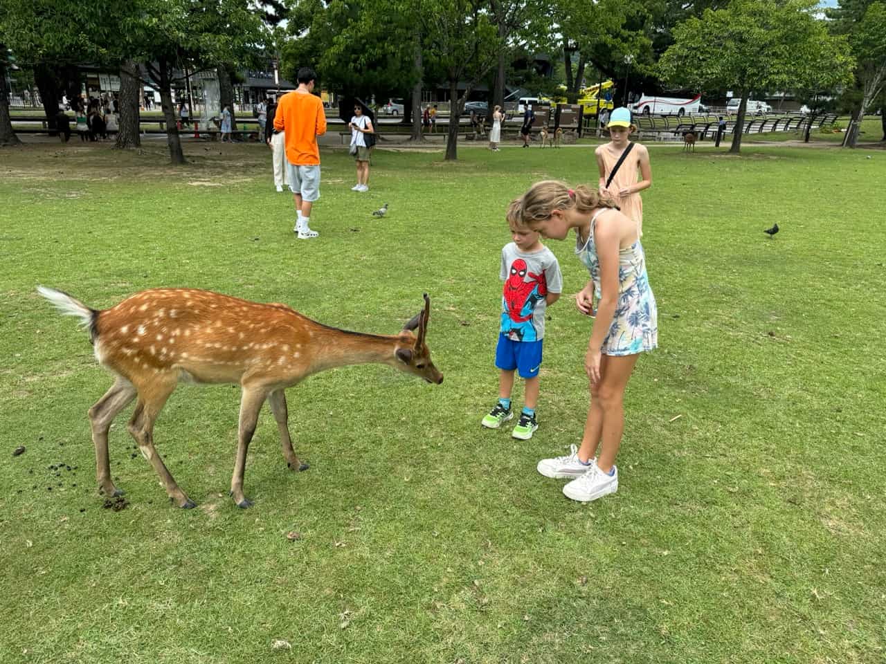 Deer bowing in Nara, Japan
